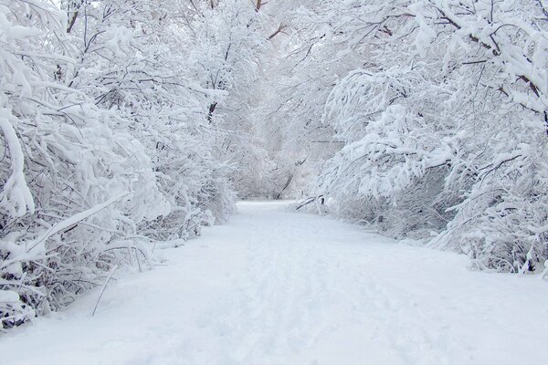 The road through the snow-covered winter forest