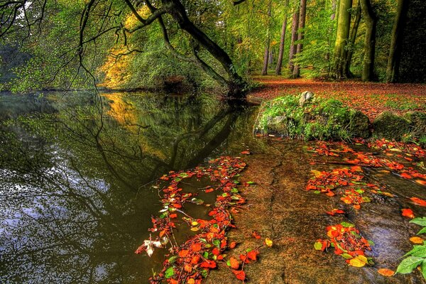 Beauté naturelle au bord de la rivière parmi les arbres