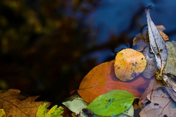 Autumn foliage in a puddle of water