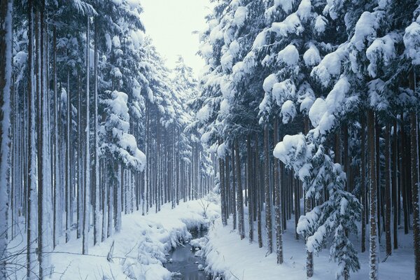 Arroyo de invierno entre altas coníferas