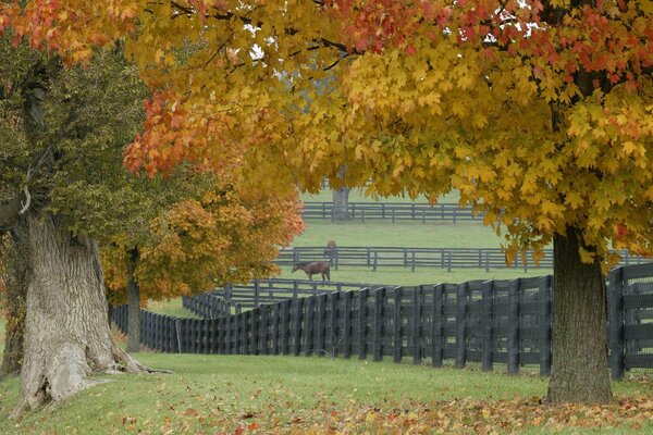 Horses can be seen among the trees