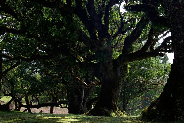 Hermosa naturaleza. Bosque denso, árboles altos