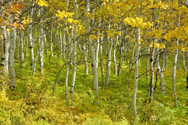 How beautiful it is in the grove in autumn. Birches as if in gold earrings