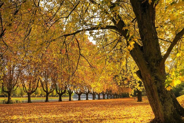 Los árboles arrojan hojas en el parque de otoño