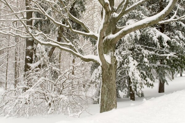 The beauty of snow-covered trees. Winter stillness