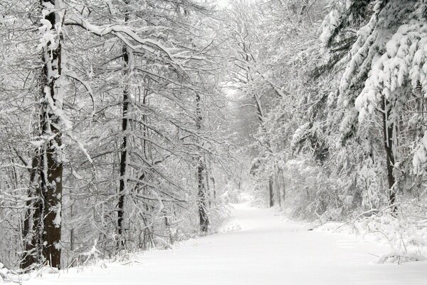 Camino cubierto de nieve en el bosque