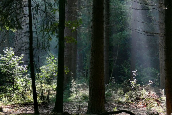 Sunlight through the branches of trees