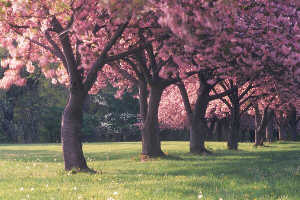 Hermoso Jardín de primavera en Flor