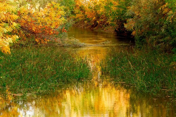 Kleiner bewachsener Fluss im Herbst