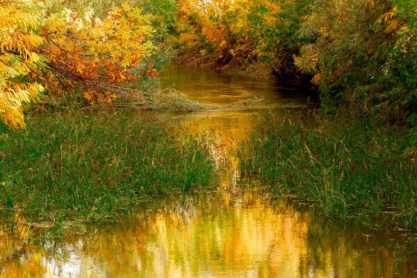 Río poco profundo en otoño