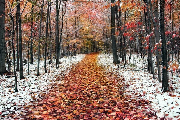 Chemin des feuilles mortes des arbres