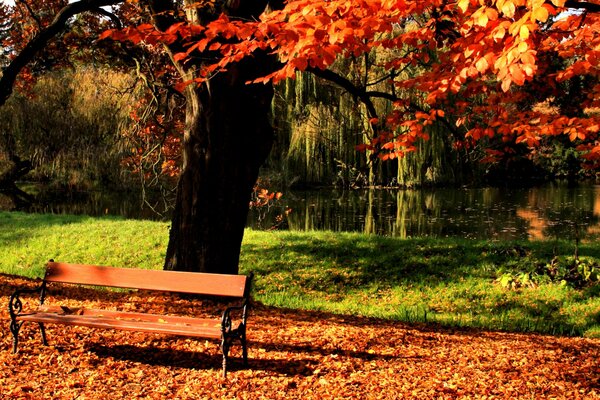 Magasin de lumière dans le parc d automne