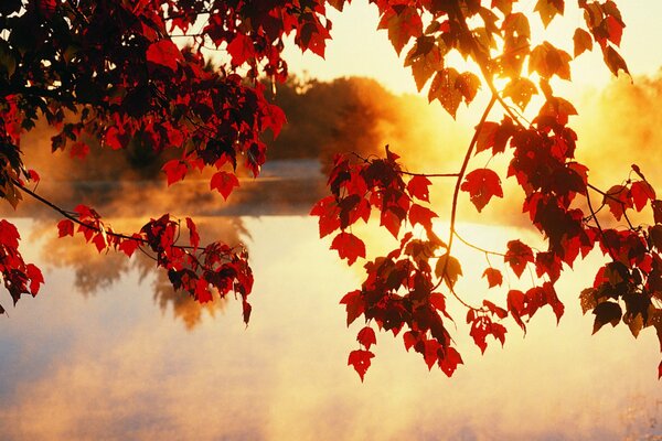 Die Sonnenstrahlen durch die roten Blätter im Herbst