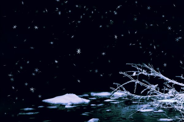 Notte d inverno. Albero congelato nella notte