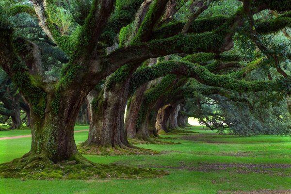 An amphilade of mighty low trees with powerful mossy branches