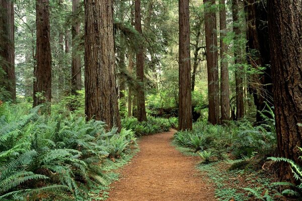 Enormes árboles en el bosque relicto