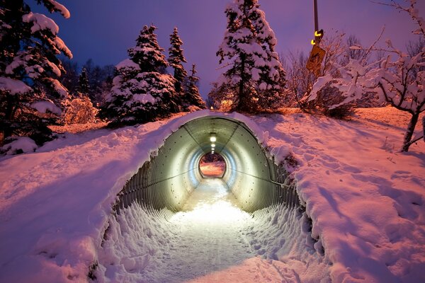 Snow trees on the background of the tunnel