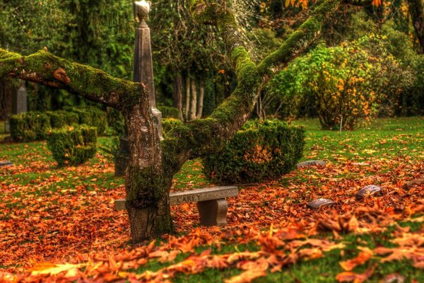 Moss-covered benches and tombstones in the autumn cemetery