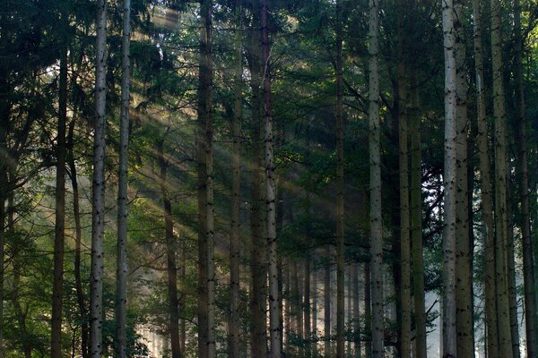 Eine Wand aus Bäumen im Wald und das Licht der Sonne scheint durch sie hindurch