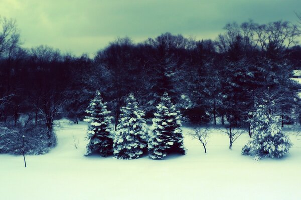 Espiga joven en la nieve en el bosque de invierno
