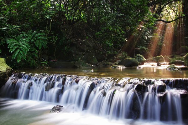 Cascade de la rivière dans la forêt parmi les arbres