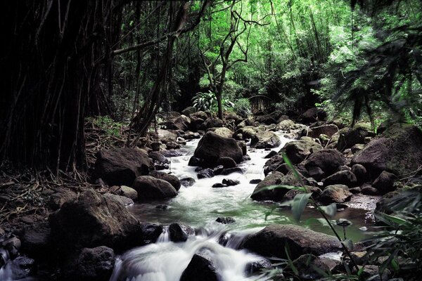 A rocky stream in a dense forest