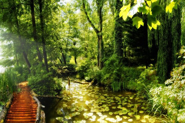 Along the path to the pond blooming lilies