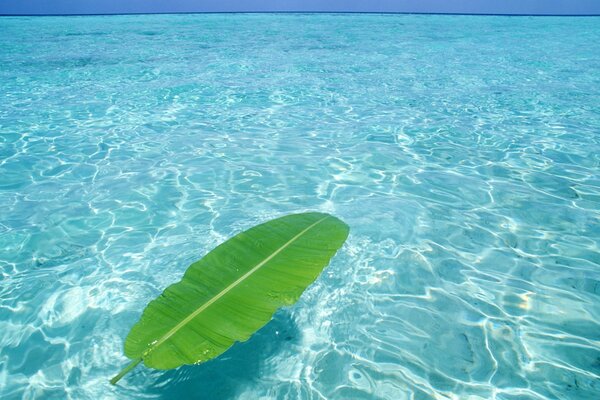 Leaf on the water in the sea