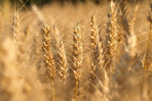 Campo di grano su foto macro