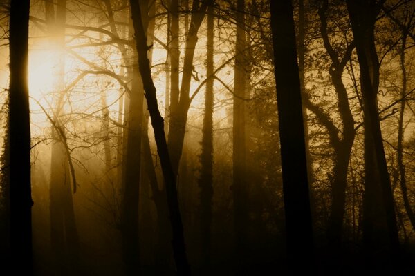 Coucher de soleil dans la forêt brumeuse