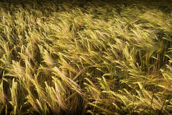 Wheat field on the screensaver