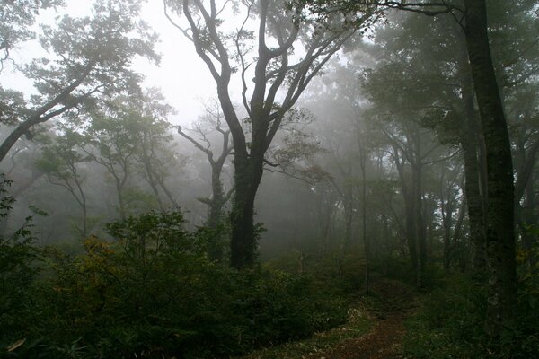 Matin brumeux parmi les arbres