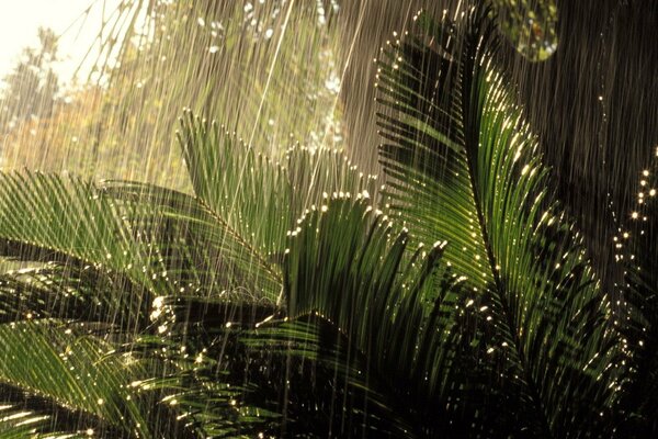 Rainy weather in the jungle