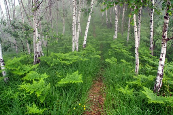 The fern Trail in the Forest of the world