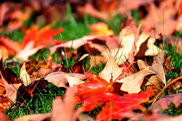 Unter den herbstlichen Farbblättern ist grünes Gras zu sehen