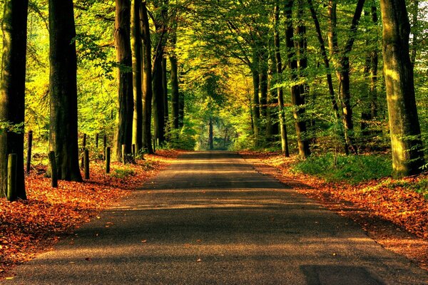 Straße im sonnigen Wald. Natürliche Schönheit