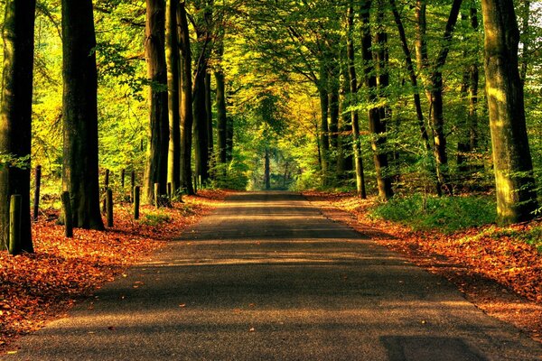 Strada nella foresta soleggiata. Bellezza naturale