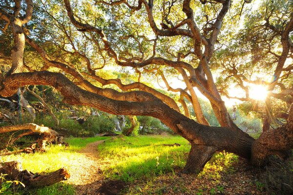 Il sole del mattino sbirciò in una radura con erba verde e alberi ramificati