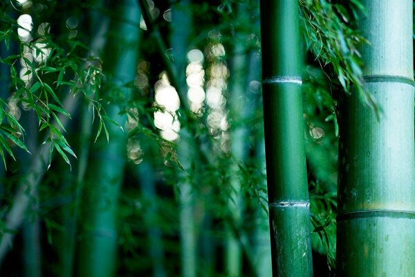Bosquet de bambous. Créations de la nature