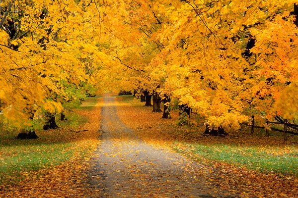 Straße im Herbstwald