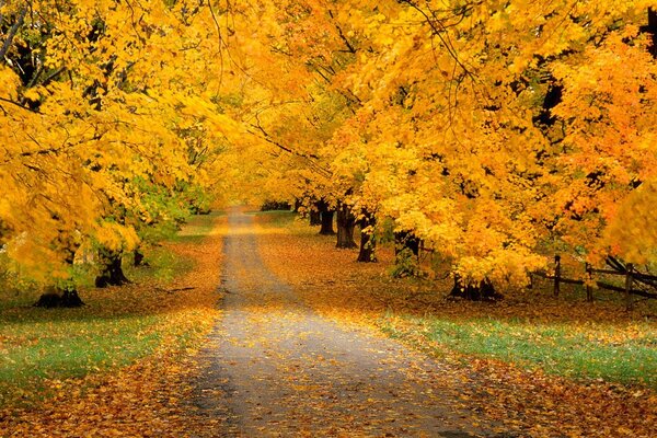 Camino en el bosque de otoño