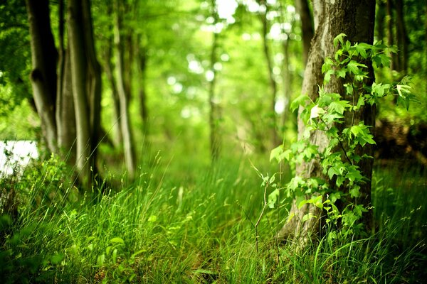 La fraîcheur d une forêt densément fleurie