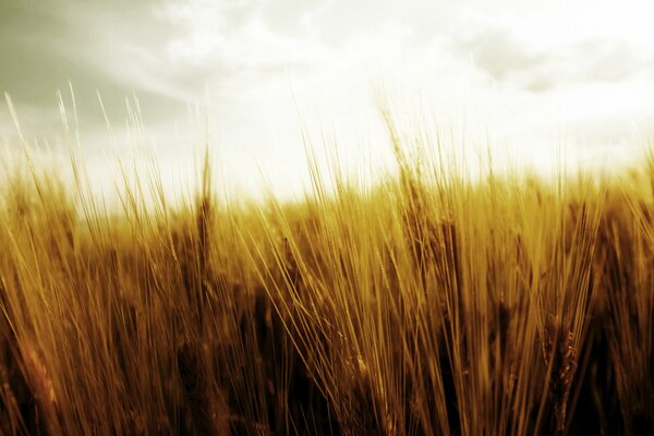 Fusión de la naturaleza campo de trigo con el cielo