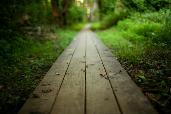 Sentiero fatto di assi nel bosco. Foto della natura