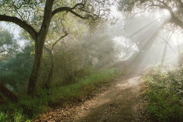 Forest path among the rays of the sun