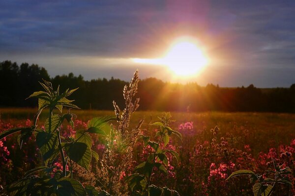 Wildflowers are illuminated by the sun