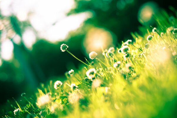 Clairière de trèfle illuminée par le soleil