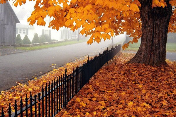 Fallen yellow maple leaves by the foggy road