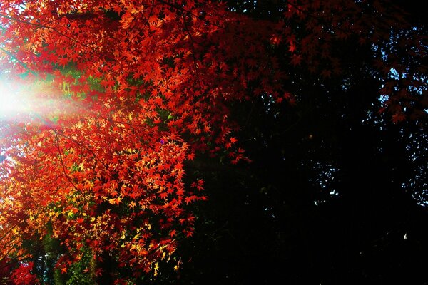 The leaves burn red in the light and sink in the shade