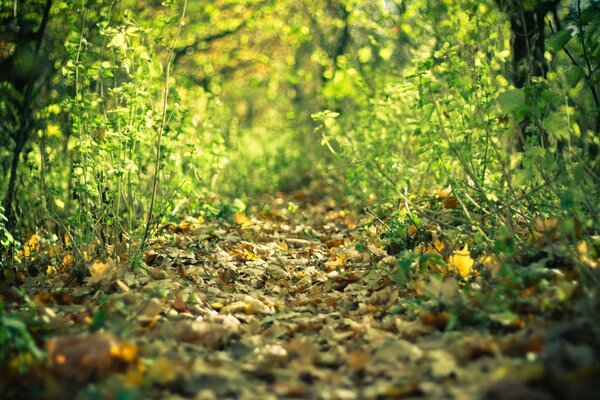 Herbstpfad im dichten Wald